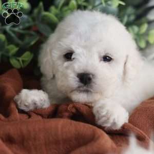 Tiny-Rudolph, Bichon Frise Puppy